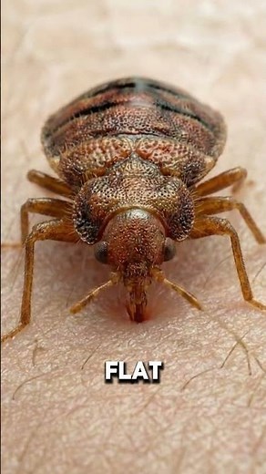 Why Your Skin Itches | Bed Bug Bites Explained in 3D 🔬🪳