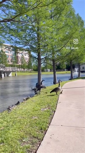 Springtime at UTD is a vibrant scene 🌼🐰🦆🤖🐿️🪿🐦🌱 Happy #EarthDay, Comets 🌎 Today’s also the start of UT Dallas Earth Week — see the full schedule at http://utd.link/earthweek24 | The University of Texas at Dallas
