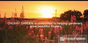 CHUXAY GARDEN Pink Filipendula Ulmaria-Meadowsweet,Mead Wort,Queen of The Meadow,Meadow-Wort,Meadow Queen,Dollof,Meadsweet,Bridewort 40 Seeds Lovely Flowers Great for Garden