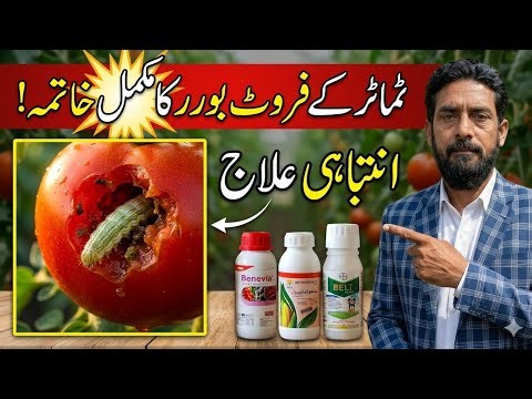 Tomato Fruit Borer Control | ٹماٹر فروٹ بورر کا 90% کنٹرول + Spray Timing /tomato pest management.