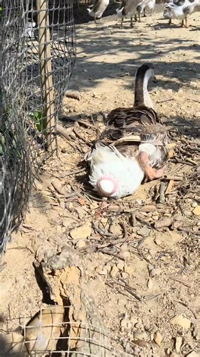 The goose is working the morning shift! #Funny goose video# Goose Egg #Big Goose #Laugh Every Time You See It #Farmer #viralreelsシ #animalsoftiktok #birds #shorts | wildlife park