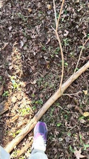 Stay tuned to my videos and watch how I clear my land out step by step #homestead