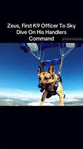 K9 Officer Sky Dive #k9 #dog #skydiving | World's Fact
