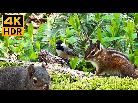 Cat TV for Cats to Watch 😺 Cute Birds, Chipmunks, Squirrels in the Forest 🐦🐿️ 8 Hours(4K HDR)