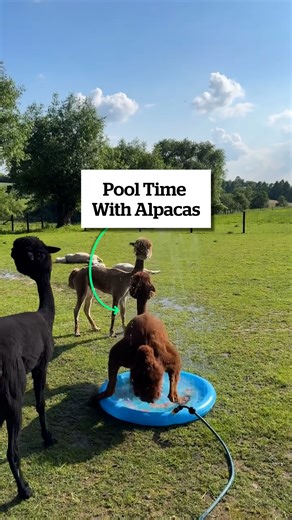 104K views · 255 reactions | Pool Time With Alpacas 殺 | VT | Facebook