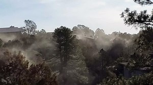 Pollen Explosion in Prescott