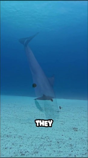 Animals That Can Die From Their Own Sleep 😱 #shorts #wildlife