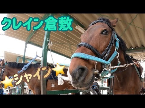【乗馬クラブ】クレイン倉敷の至宝『⭐️シャイン⭐️』コース走行2022/04/02