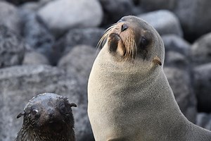 New Research Sheds Light on Impacts of Climate Change on Galapagos Sea Lions | Galápagos Conservancy
