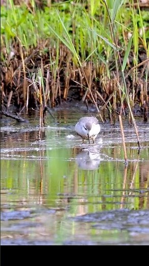Twitchers’ Delight: Rare Wilson’s Phalarope, a Coveted Autumn Vagrant found on the Isles of Scilly