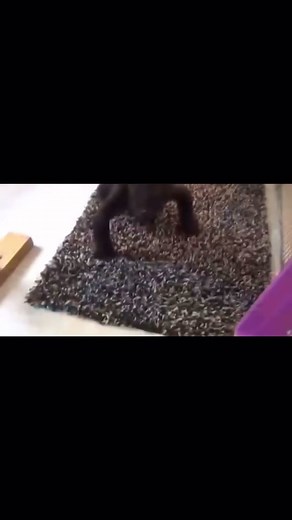 Baby gorilla sounds strikingly like a human baby. In 2013 this baby gorilla’s mother developed a mastitis infection of the breast and made her not want to breast feed so the baby had to be taken care of by the zoo staff at the @Pittsburgh Zoo & Aquarium. He was later reintroduced to his mother and troop. And is doing good. #baby