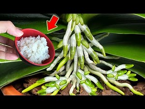 Just Sprinkle Once! Even The Weakest Orchid Will Take Root And Bloom Like Crazy!