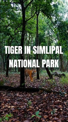 Tiger Walking in Simlipal National Park | Real Wildlife in Odisha 🐅🌿