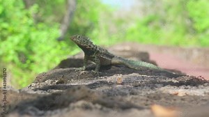 lava lizard male with fly on rock by path to tortuga bay, galapagos santa cruz