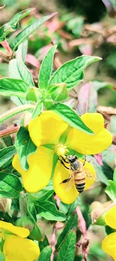 Medicinal Herbs 101: Mexican Primrose-Willow #healthyeating #medicinalherbs #gardening #herbalmedicine #garden #plants #flowers | The Weeds and Seeds Guy