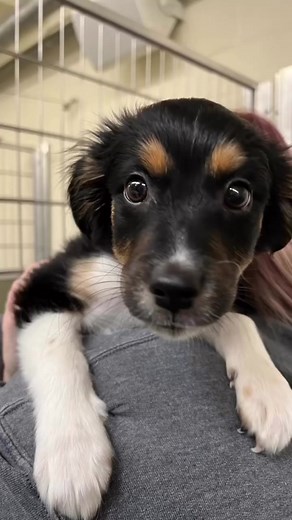 Plenty of adorable puppies and small dogs available for adoption right now and happily awaiting their forever home💜🐾 | Wenatchee Valley Humane Society