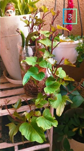 sweet potato wine's beautiful growth #handmadeplanter #diy#youtubeshorts