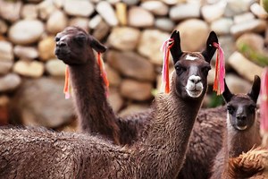 ¿Qué son los auquénidos y cuál es la diferencia entre alpaca, llama, vicuña y guanaco?
