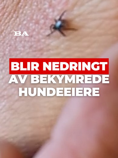 Flått på hund: hva veterinæren sier og hva hundeeiere må gjøre