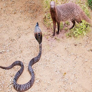 17M views · 39K reactions | King Cobra Big Battle In The Desert Mongoose and the unexpected. #Animal | Eagle Cam | Facebook