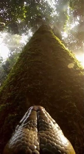 Snake Camera View 😱