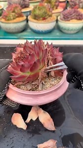 1.1M views · 10K reactions | Useful tips for your succulents 華 | Succulents | Facebook