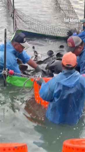 Harvesting giant grouper: unbelievable size and power! 🐟🔥 #GrouperFishing #BigCatch #SeafoodLovers | Food Adventure