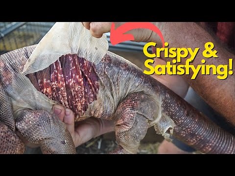 Peeling Tons of Tegu Skin!