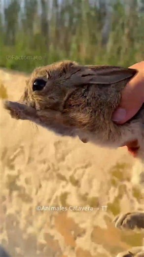 Man Saves His Rabbit Friend 🐰❤️ | Emotional Rescue Story! #shorts