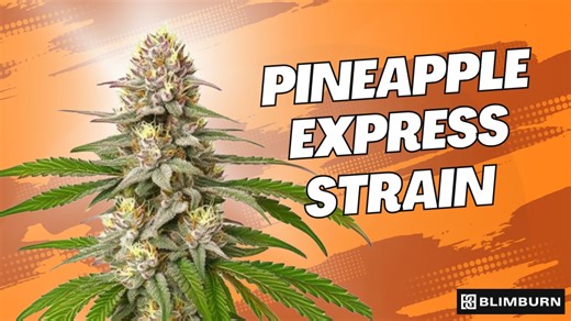 PINEAPPLE EXPRESS STRAIN