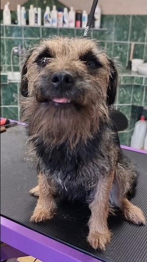 Border Terrier Makeover – So Satisfying! 😍 #doggrooming #borderterrier