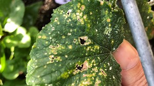 What's causing the spots on the leaves of my tomato plants?