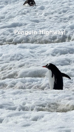 #antarcticexpedition #nekoharbor #continentallanding #penguin #highway #南极 #企鹅 #公路 #icoolrv