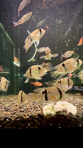 2K views · 30 reactions | Our beautiful Keyhole Maronii Cichlids 3-4cm in size that we have available in-store & online  | Allfish2u | Facebook