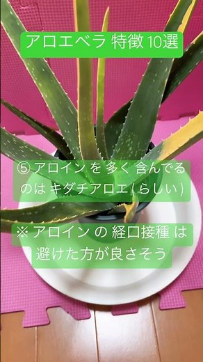 AI から 学んだ 観葉植物 アロエベラ の 特徴 を まとめてみた ( らしい ばかりで 🙇 ) #いやし #ストレス回避 #眠る
