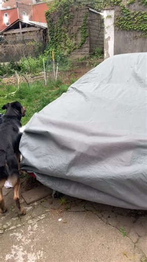 #projectcar #projectcarcheck #fyp #xyzbca