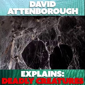 David Attenborough gets up close and personal with everything from a deadly redback spider to a creepy venus flytrap! | Nature Bites