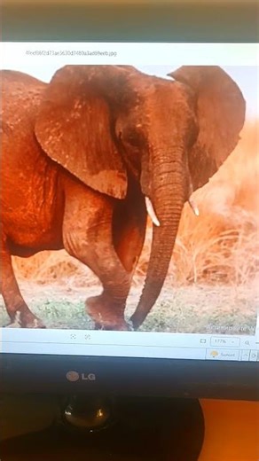 African elephant sound effect 🐘🔊