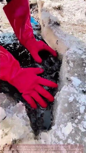 The process of catching toads