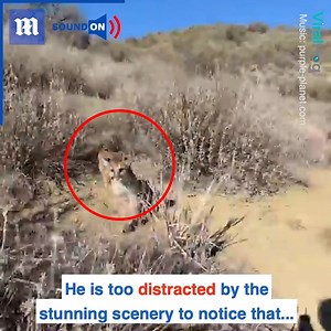 56K views · 280 reactions | This hiker avoids death by roaring in a mountain lion's face!  via ViralHog | Daily Mail Video | Facebook