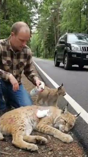 The Kind man save the life of wild cat #humanity #wildliferescue #animalstories #animalrescue