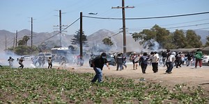 Shots Fired at ICE Agents During Wild California Cannabis Farm Raid