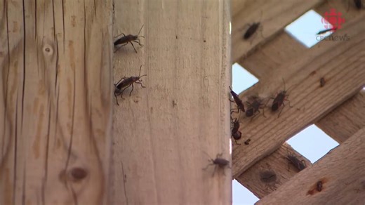 18K views · 71 reactions | Some seasonal visitors, such as the boxelder bug, are becoming a nuisance in Quebec. Here's why you may be seeing more of them in the years to come. ⬇️ | The Weather Network | Facebook