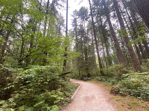 Increasing tree canopy is key for carbon capture, but there's a catch - The Weather Network