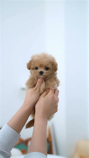 Look at this Adorable Maltipoo💕 - Aloha Teacup Puppies #maltipoo #babygirl #babyboy #baby