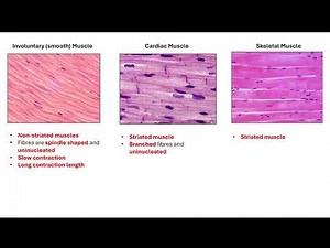 Types of muscles OCR A A-Level Biology Revision 5.1.1 Animal Response