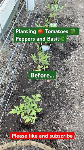 Planting the 🍅 Tomatoes 🌿 Basil and Peppers 🫑 #gardening #gardeningtips