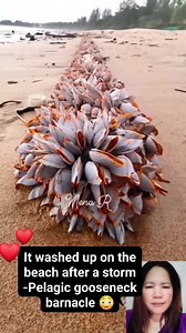 A strange colony of gooseneck barnacle - Pelagic #awareness #fblifestyle #Informative | Nena Rosalona Rafanan