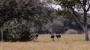 Three Greater Rhea (Rhea americana) in the open landscape. Image in the Pantanal Biome. Mato Grosso do Sul state, Central-Western - Brazil.
