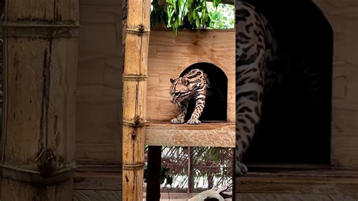 Ocelot stretches and yawns to start the morning